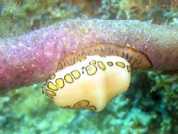 Flamingo Tongue (Cyphoma gibbosum) showing the pattern on... by Brian Mayes 